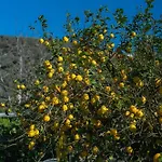 Fiore Vico Equense