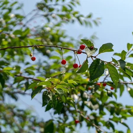 Fiore