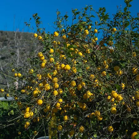 Fiore 비코에쿠엔세
