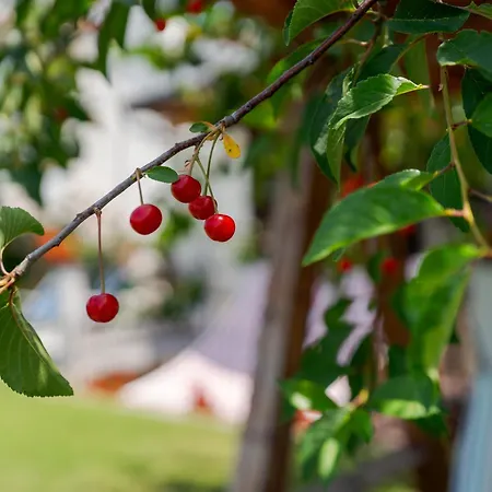בית נופש Fiore ויקו אקוונסה